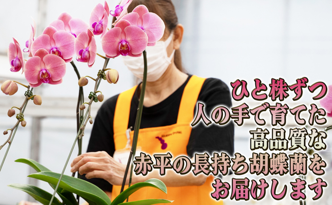 北海道赤平市のふるさと納税 大輪ピンク系胡蝶蘭1本立て 胡蝶蘭 花 ギフト プレゼント お祝い 贈り物  インテリア 植物