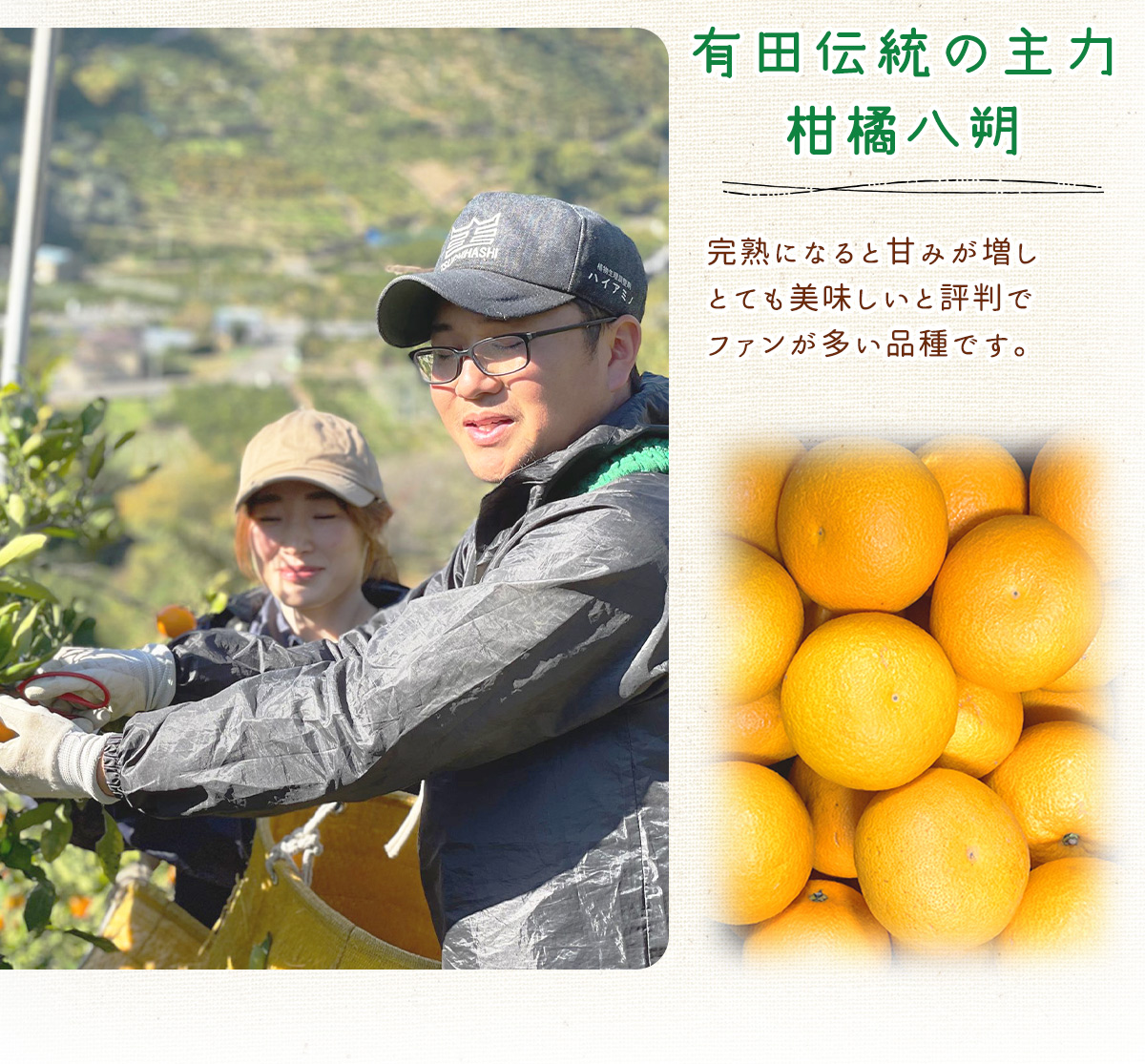 DI6032n_和歌山県有田産 八朔 3kg 秀品 (M～2Lサイズおまかせ)