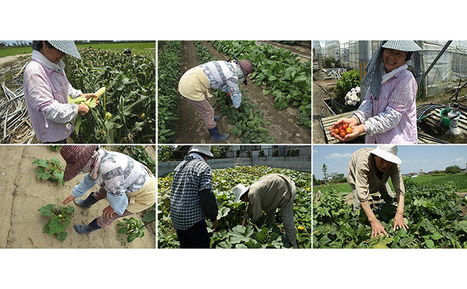 宮城県岩沼市のふるさと納税 野菜 宮城 朝どれ 野菜セット 8～10個 詰め合わせ 岩沼みんなの家 みんなの直売! 季節の野菜 旬の野菜 旬 東北 震災 支援 採れたて野菜を箱いっぱい詰め込んで 産地直送 送料無料 冷蔵 冷蔵配送 宮城県産 宮城県 岩沼市