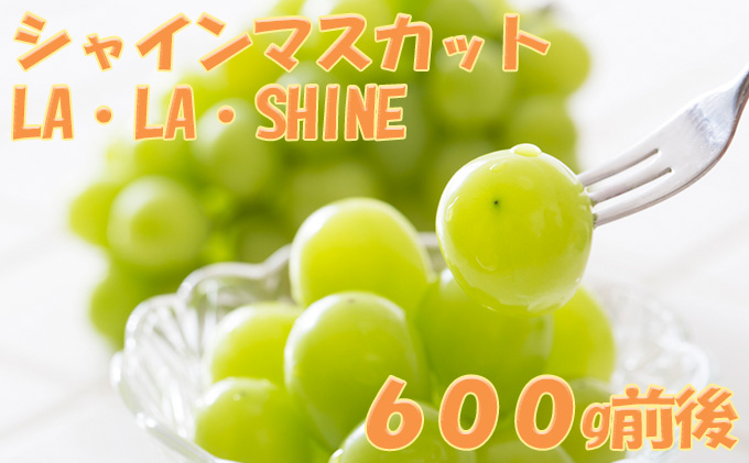 [先行受付] JA新おたる シャインマスカット『LA・LA・SHINE（ラ・ラ・シャイン）』 1房 600g前後 果物 フルーツ ぶどう 旬の果物 産地直送 北海道産 仁木町産 化粧箱 [JA新おたる]