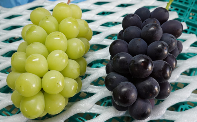 [先行受付] 9月出荷 北海道 仁木町産 葡萄 食べ比べセット『 巨峰 ＆ シャインマスカット 』（計1kg以上）ブドウ ぶどう 果物 フルーツ 旬の果物 産地直送 [いとう農園]