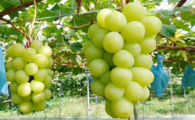 [先行受付] 9月出荷 北海道 仁木町産 葡萄 食べ比べセット『 巨峰 ＆ シャインマスカット 』（計1kg以上）ブドウ ぶどう 果物 フルーツ 旬の果物 産地直送 [いとう農園]