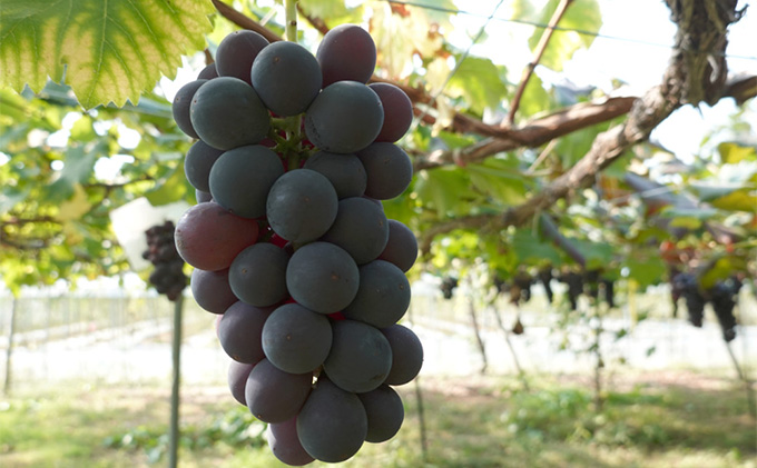 [先行受付] 9月出荷 北海道 仁木町産 葡萄 食べ比べセット『 巨峰 ＆ シャインマスカット 』（計1kg以上）ブドウ ぶどう 果物 フルーツ 旬の果物 産地直送 [いとう農園]