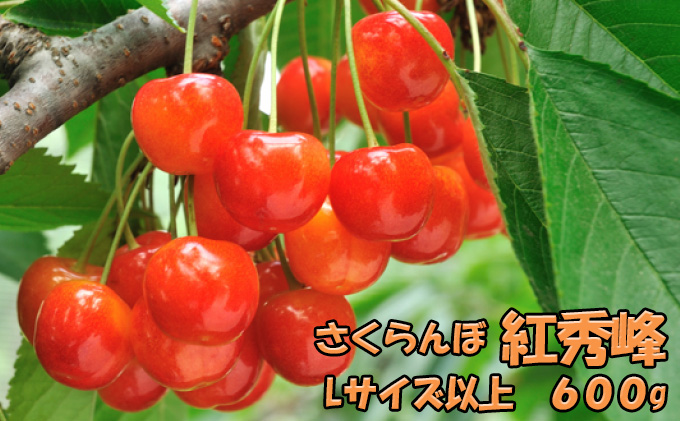 ykCmؒzst kC mؒY   gG 600gi300g×2pbNj {̉ʕ Yn TN{ `F[ t[c ʕ ʕ  kCY mؒ m [JAV]