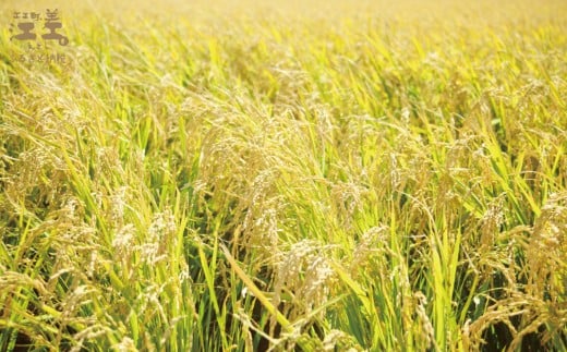 北海道江差町のふるさと納税 【数量・期間限定受付】《定期便5か月》契約農家栽培 江差追分米『ふっくりんこ』【5kg×5回】令和7年産　2025年産　北海道江差町産　北海道米　白米　精米　お米　おこめ　こめ　ご飯　ごはん　農家直送　単一原料米　ブランド米　ふっくら食感、ここちよい甘さ