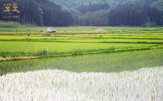 北海道江差町のふるさと納税 【新米先行予約】《定期便3か月》契約農家栽培 江差追分米『ふっくりんこ』【5kg×3回】令和7年産　2025年産　北海道江差町産　北海道米　白米　精米　お米　おこめ　こめ　ご飯　ごはん　農家直送　単一原料米　ブランド米　ふっくら食感、ここちよい甘さ