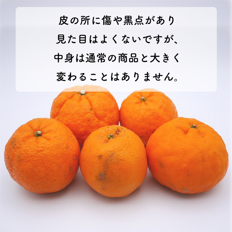 数量限定 先行予約  訳あり ポンカン 10kg 18000円 ぽんかん 国産 わけあり みかん mikan 蜜柑 ミカン 産地直送 農家直送 期間限定 特産品 ギフト プレゼント ゼリー ジュース アイス 冷凍 みかん 等に 人気 限定 甘い フルーツ 果物 柑橘 美味しい おいしい 小玉 含む ジューシー サイズ ミックス 吉田農園 愛南町 愛媛県