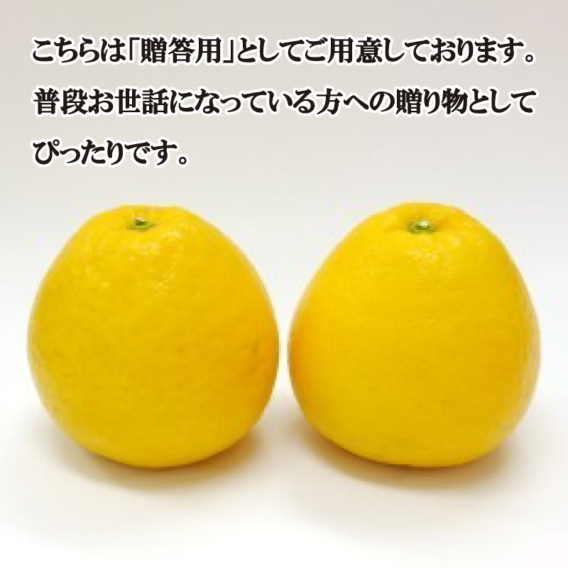 数量限定 先行予約 贈答用 河内晩柑 10kg 20000円 みかん かわちばんかん 愛南ゴールド あいなん ゴールド 夏 文旦 和製 グレープフルーツ 家庭用 産地直送 国産 農家直送 期間限定 ビタミン 健康 おいしい 特産品 ゼリー ジュース アイス 等に 人気 限定 さわやか 甘い フルーツ 果物 柑橘 mikan 蜜柑 ミカン ギフト プレゼント おすそわけ 吉田農園 愛南町 愛媛県