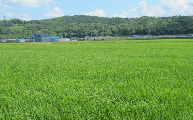 北海道赤平市のふるさと納税 【先行予約2025年産米・11月中旬より順次出荷】北海道赤平産 ゆめぴりか 5kg 特別栽培米 【6回お届け】 精米 米 北海道 定期便 ふるさと納税