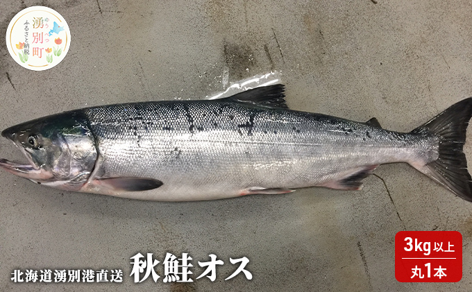 nao　生秋鮭オス2 先行予約北海道 湧別港直送 秋鮭 オス 3kg以上（丸1本）納期指定