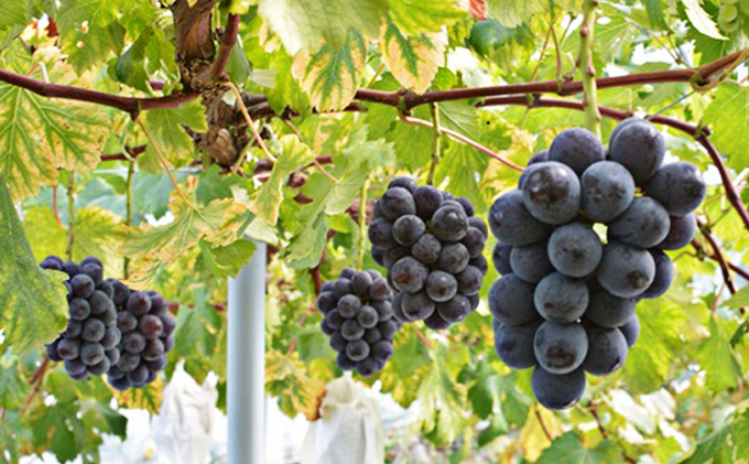 ぶどう 2026年度 早期受付 天空の葡萄(登録商標) ニュー ピオーネ 2房 1.2kg以上 1箱 美味しい笑顔をお約束 葡萄 フルーツ 岡山 高梁市産