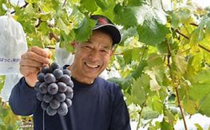 ぶどう 2026年度 早期受付 天空の葡萄(登録商標) ニュー ピオーネ 2房 1.2kg以上 1箱 美味しい笑顔をお約束 葡萄 フルーツ 岡山 高梁市産