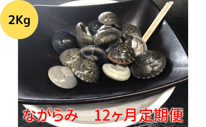 ＃定期便12か月毎月届く　食べたら止まらないやつ九十九里浜の“ながらみ“2kg入り 貝類 ダンベイキサゴ 甘み 旨み あと引く美味さ 塩茹で 酒の肴 つまみ 酒のあて 