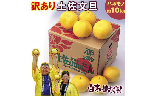 【高知県土佐市】\果樹園直送/土佐文旦 約10kg(訳あり)〈ご家庭用〉B級品 (約15〜20個入り) 果物 柑橘 フルーツ ぶんたん ブンタン 文旦 高知県土佐市 お取り寄せ 産地直送 おいしい 美味しい 返礼品 白木果樹園