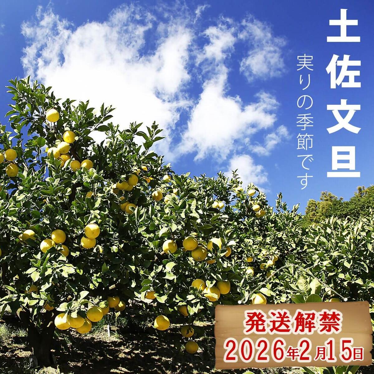 ＼果樹園直送／土佐文旦 約10kg（訳あり）〈ご家庭用〉B級品 (約15～20個入り) 果物 柑橘 フルーツ ぶんたん　ブンタン 文旦 高知県土佐市 お取り寄せ 産地直送 おいしい 美味しい 返礼品 白木果樹園