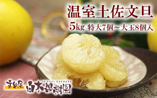【高知県土佐市】12月発送土佐文旦 温室土佐文旦 特選秀品ご贈答用大箱 約5kg 大玉8個もしくは特大7個入り 文旦 ハウス文旦 大玉サイズ 柑橘 みかん フルーツ ぶんたん ブンタン 果物 お取り寄せ おいしい 美味しい 高知県土佐市産 故郷納税 ふるさとのうぜい 返礼品 高知県