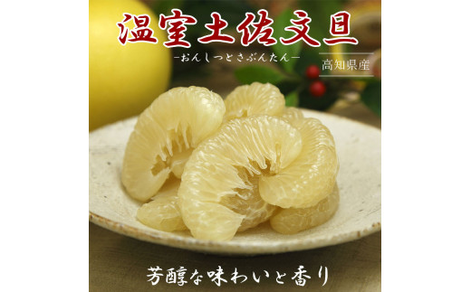 12月発送土佐文旦 温室土佐文旦 特選秀品ご贈答用大箱 約5kg 大玉8個もしくは特大7個入り 文旦 ハウス文旦 大玉サイズ 柑橘 みかん フルーツ ぶんたん ブンタン 果物 お取り寄せ おいしい 美味しい 高知県土佐市産 故郷納税 ふるさとのうぜい 返礼品 高知県 高知 お歳暮 冬ギフト