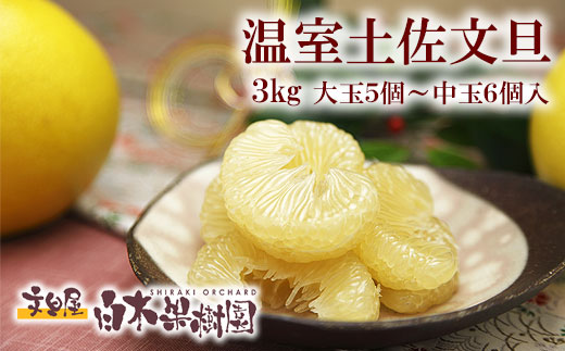 12月発送土佐文旦 温室土佐文旦 特選秀品ご贈答用中箱 約3kg 中玉6個もしくは大玉5個入り 高知県土佐市産 ハウス文旦 文旦 柑橘 みかん フルーツ ぶんたん ブンタン 果物 お取り寄せ おいしい 美味しい 故郷納税 ふるさとのうぜい 返礼品 高知県 高知 お歳暮 冬ギフト