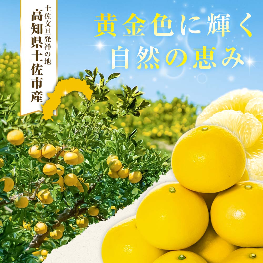 【日本ギフト大賞2024受賞】【先行予約】文旦 大玉10kg（3L～2L）2026年1月下旬より順次発送 土佐文旦 みかん 柑橘 ぶんたん ブンタン 果物 フルーツ お取り寄せ おいしい 家庭用 贈答用 土佐市 高知 ふるさと納税 春 旬 返礼品 高知県 高知 24000円