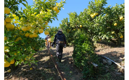 ☆至高の柑橘　高知産土佐文旦☆M 12玉入【家庭用】