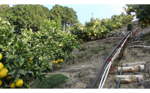【訳あり】三愛果樹園の土佐文旦10kg　ワケあり 訳アリ ぶんたん ブンタン 果物 柑橘 フルーツ 故郷納税 ふるさとのうぜい 返礼品 高知県 高知