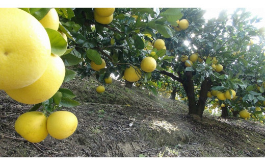 【訳あり】三愛果樹園の土佐文旦10kg　ワケあり 訳アリ ぶんたん ブンタン 果物 柑橘 フルーツ 故郷納税 ふるさとのうぜい 返礼品 高知県 高知