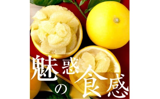 【高知県土佐市】☆至高の柑橘 高知産土佐文旦☆2L8玉入【家庭用】みかん 柑橘 フルーツ 2月3月発送 ぶんたん ブンタン 果物 お取り寄せ おいしい 美味しい ご自宅用 故郷納税 ふるさとのうぜい 返礼品 高知県 高知