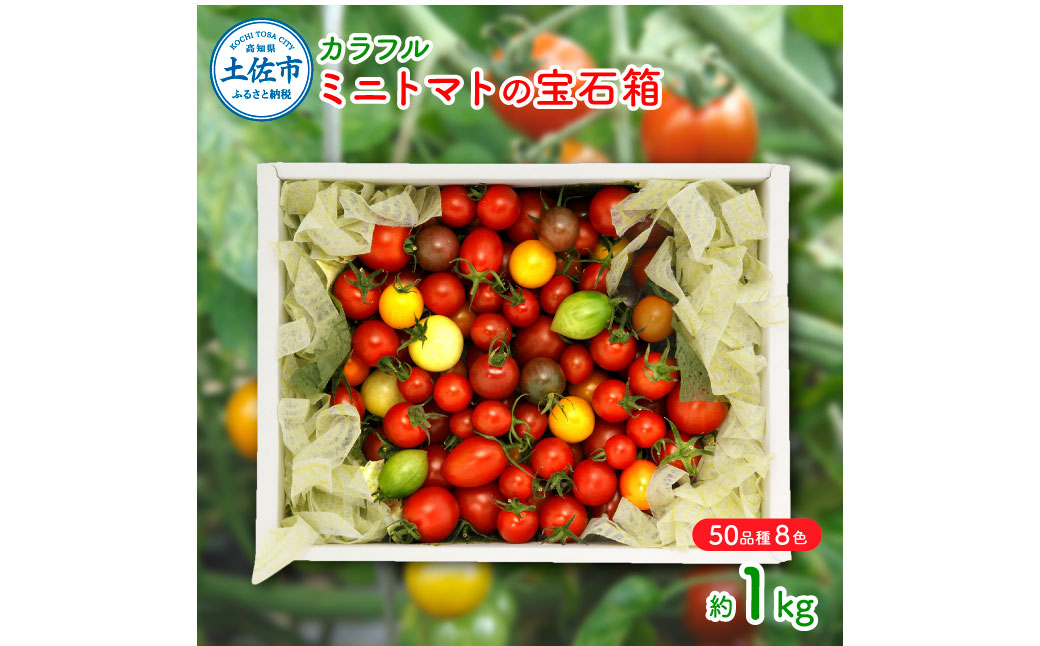 【高知県土佐市】カラフルミニトマトの宝石箱 (約1kg) トマト ミニトマト とまと カラフルミニトマト 詰め合わせ カラフル トマト とまと 美味しい 野菜 高知県産
