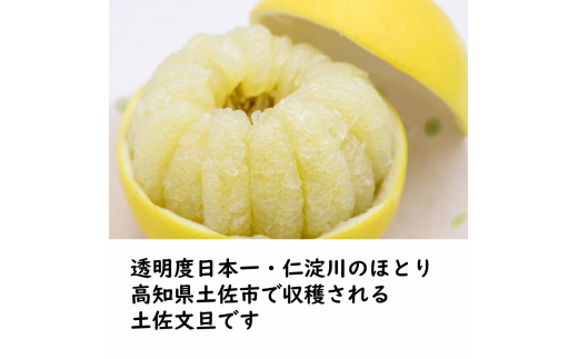 生産者直送　土佐文旦　4.5kg　[サイズおまかせ　2L～4L]　家庭用 文旦 柑橘 みかん フルーツ ぶんたん ブンタン 果物  お取り寄せ おいしい 美味しい 故郷納税 ふるさとのうぜい 返礼品 高知県 高知【2026年1月下旬より発送】