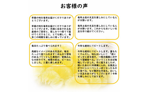生産者直送　土佐文旦　4.5kg　[サイズおまかせ　2L～4L]　家庭用 文旦 柑橘 みかん フルーツ ぶんたん ブンタン 果物  お取り寄せ おいしい 美味しい 故郷納税 ふるさとのうぜい 返礼品 高知県 高知【2026年1月下旬より発送】