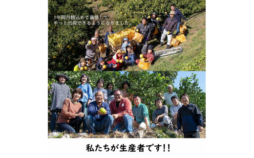 生産者直送　土佐文旦　4.5kg　[サイズおまかせ　2L～4L]　家庭用 文旦 柑橘 みかん フルーツ ぶんたん ブンタン 果物  お取り寄せ おいしい 美味しい 故郷納税 ふるさとのうぜい 返礼品 高知県 高知【2026年1月下旬より発送】