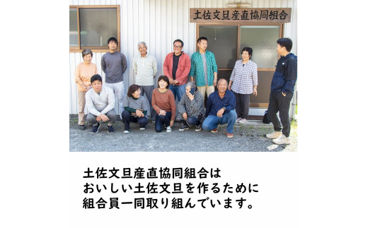 生産者直送　土佐文旦　4.5kg　[サイズおまかせ　2L～4L]　家庭用 文旦 柑橘 みかん フルーツ ぶんたん ブンタン 果物  お取り寄せ おいしい 美味しい 故郷納税 ふるさとのうぜい 返礼品 高知県 高知【2026年1月下旬より発送】