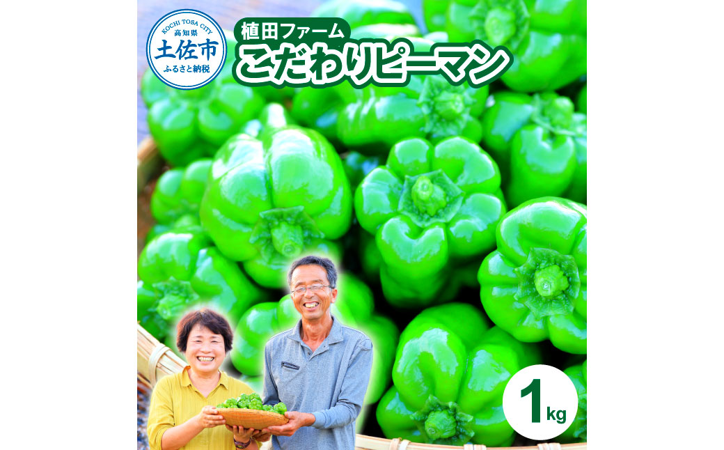 【高知県土佐市】高知県産 植田ファームのこだわりピーマン 1kg ピーマン 新鮮野菜 サラダ 野菜 おかず 詰め合わせ 絶品 お取り寄せ 美味しい 料理 おうちごはん 新鮮 大容量 消費 国産 日本産