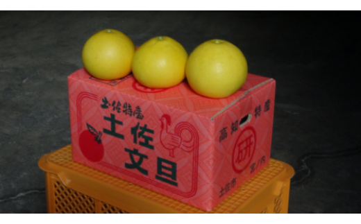 【先行予約】文旦 三愛果樹園の土佐文旦 家庭用約5kg 2月～3月発送 みかん 柑橘 ぶんたん ブンタン 果物 フルーツ お取り寄せ おいしい 美味しい 故郷納税 ふるさとのうぜい 返礼品 高知県 高知