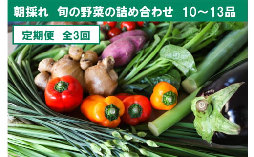【高知県土佐市】『定期便』全3回【土佐野菜】旬の野菜詰め合わせ10〜13品目 旬の野菜 定期 生姜 野菜 健康 詰め合わせ セット 採れたて おいしい 美味しい 自然 新鮮 故郷納税 ふるさとのうぜい 返礼品 高知県 高知