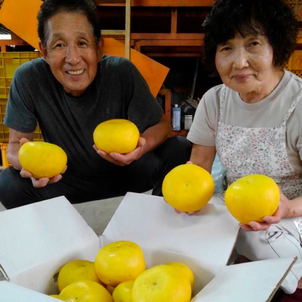 ＜2026年1月下旬より順次発送＞嬉龍の土佐文旦　贈答用　2～3Ｌサイズ　約5kg　減農薬　みかん 柑橘 フルーツ 1月～3月発送 文旦 ぶんたん ブンタン 果物 ギフト 贈答品 お取り寄せ おいしい 故郷納税 ふるさとのうぜい 返礼品 高知県