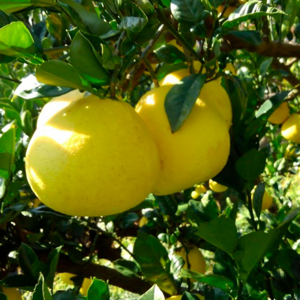 ＜2026年1月下旬より順次発送＞嬉龍の土佐文旦　贈答用　2～3Ｌサイズ　約10kg　減農薬 みかん 柑橘 フルーツ 1月～3月発送 文旦 ぶんたん ブンタン 果物 お取り寄せ おいしい 美味しい ギフト 贈り物 故郷納税 返礼品 高知県 高知