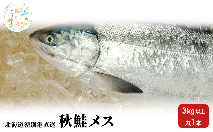 先行予約北海道 湧別港直送 秋鮭 メス 3kg以上（丸1本）納期指定