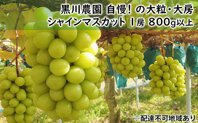 岡山県高梁市のふるさと納税 ぶどう 2025年 先行予約 黒川農園 自慢 ! の大粒 大房 シャイン マスカット 1房 800g以上 ブドウ 葡萄 岡山県産 国産 フルーツ 果物 ギフト 果物類