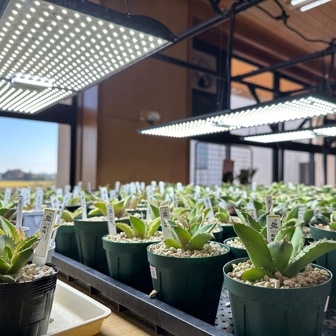 Helios Green LED PRO (ヘリオス プロ) 植物育成ライト Helios Green LED PRO ※パネルのみ（増設用） | JPP ONLINE