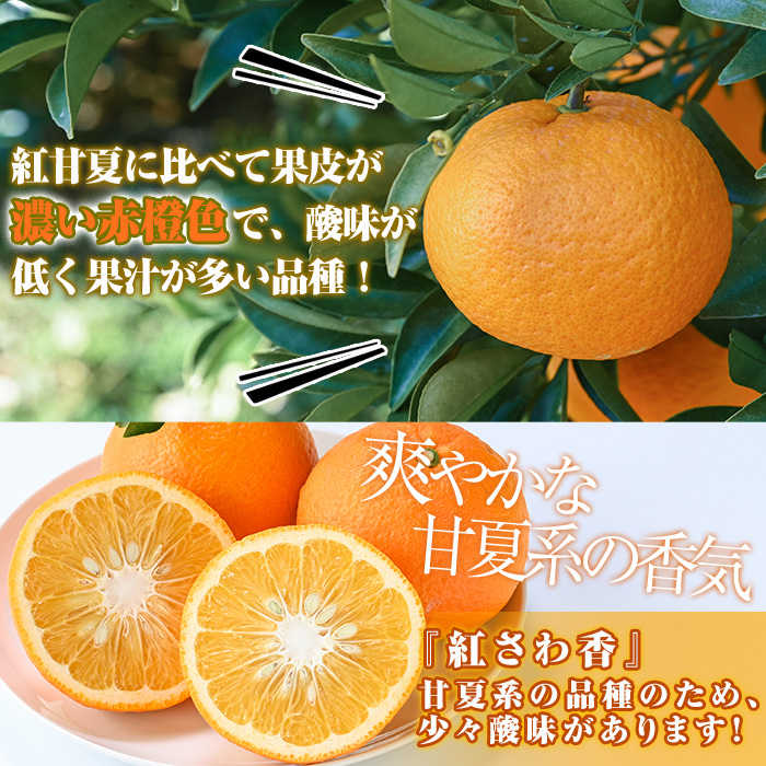 鹿児島県阿久根市のふるさと納税 ＜先行予約受付中！2026年1月上旬以降順次発送＞数量限定！紅さわ香(10kg) 国産 鹿児島県 阿久根市 果実 果物 フルーツ 柑橘 紅甘夏 みかん ミカン 期間限定 数量限定【桐野柑橘株式会社】akn070-03