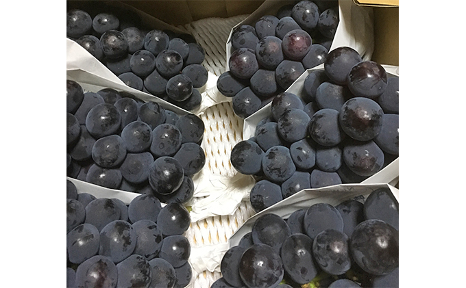 yRszj[ sI[l 1kgO 2[  t[c R sY _ Ԃǂclub 2026N s\ ʕ