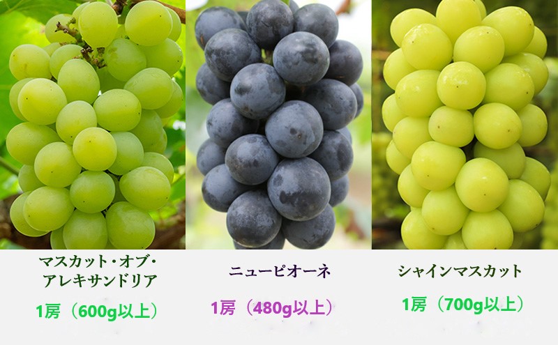 ぶどう 定期便 2026年 先行予約 晴れの国 岡山 の ぶどう定期便 3回コース 葡萄 ブドウ 岡山県産 国産 セット ギフト アレキサンドリア ニューピオーネ シャインマスカット 上品な香り 高級ぶどう 