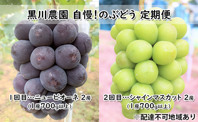 ぶどう 2025年 先行予約 定期便 2回 黒川農園 自慢！の 大粒 大房 ニューピオーネ 2房 シャインマスカット 2房 フルーツ 果物 旬 種なし 糖度18度 岡山県産 