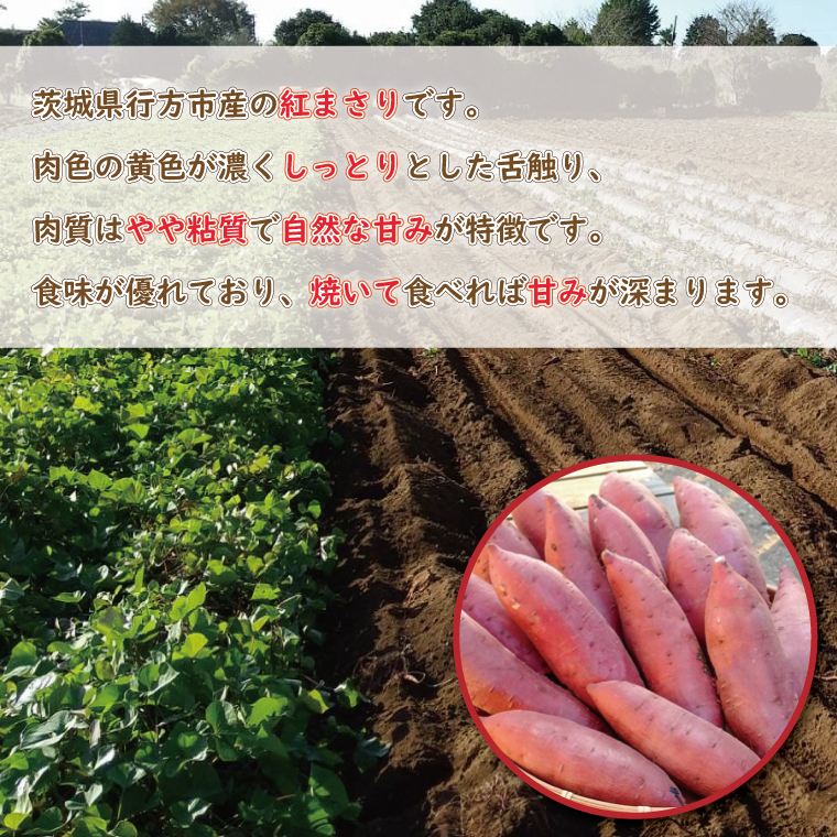 【2026年2月中旬より順次発送】野原さんちのさつまいも 紅まさり 約10kg｜芋 さつまいも サツマイモ お芋 いも 紅まさり 期間限定 先行予約 茨城県 行方市(EL-2)