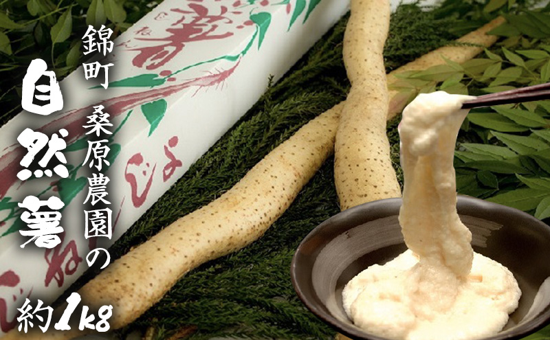 自然薯 約1kg 錦町産 桑原農園 配送不可：離島 