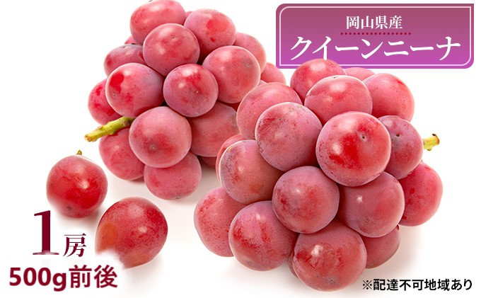 ぶどう 2025年 先行予約 クイーンニーナ 1房 500g前後 ブドウ 葡萄  岡山県産 国産 フルーツ 果物 ギフト 濃厚 甘み 後味が良い 大粒 糖度20度 デザート 