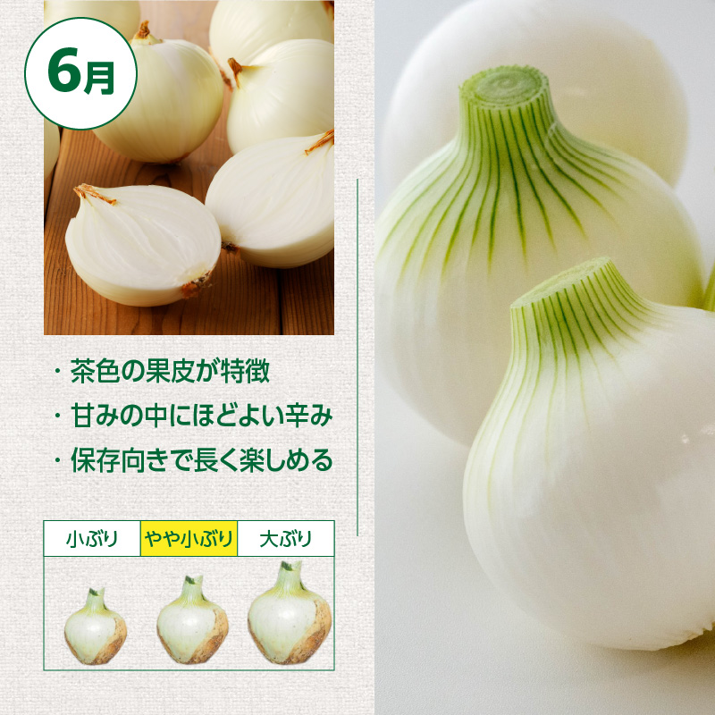 愛知県碧南市のふるさと納税 (2026年発送)新玉ねぎ 生がおいしい 神重農産のブランド玉ねぎ「旬玉」5kg ブランド玉ねぎ 玉ねぎ 国産 愛知県産 野菜 やさい 農家直送 畑直送 旬 期間限定 たまねぎ 先行予約 旬 特産 高評価 高リピート 人気 H105-148