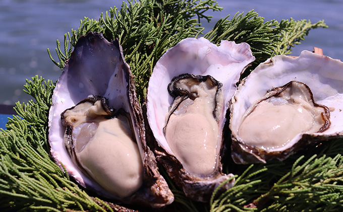 のぞみ 牡蠣  2026年 先行予約 ［絆]  殻付き 約30個（ 三年牡蠣 ） 剥き身 500g×2パック（ 一年牡蠣 ） ナイフ 、 簡単レシピ 付き 魚貝類 海のミルク 海鮮 貝 濃厚 産地直送 殻付き牡蠣 剥き牡蠣 