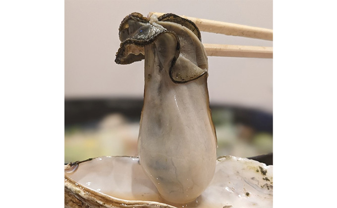 のぞみ 牡蠣 2026年先行予約 ［縁]  殻付き約15個（三年牡蠣）剥き身500g（一年牡蠣）ナイフ、簡単レシピ付き 魚貝類 海の幸 海のミルク 海鮮 貝 濃厚 産地直送 取れたて 新鮮 食材 殻付き牡蠣 剥き牡蠣 